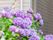 紫陽花が咲く庭園