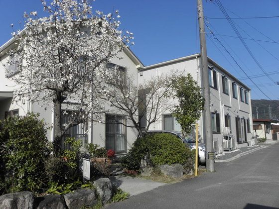 白い2階建ての建物の前には大きな桜の木があり、満開。道路に面しているが車の往来はない。