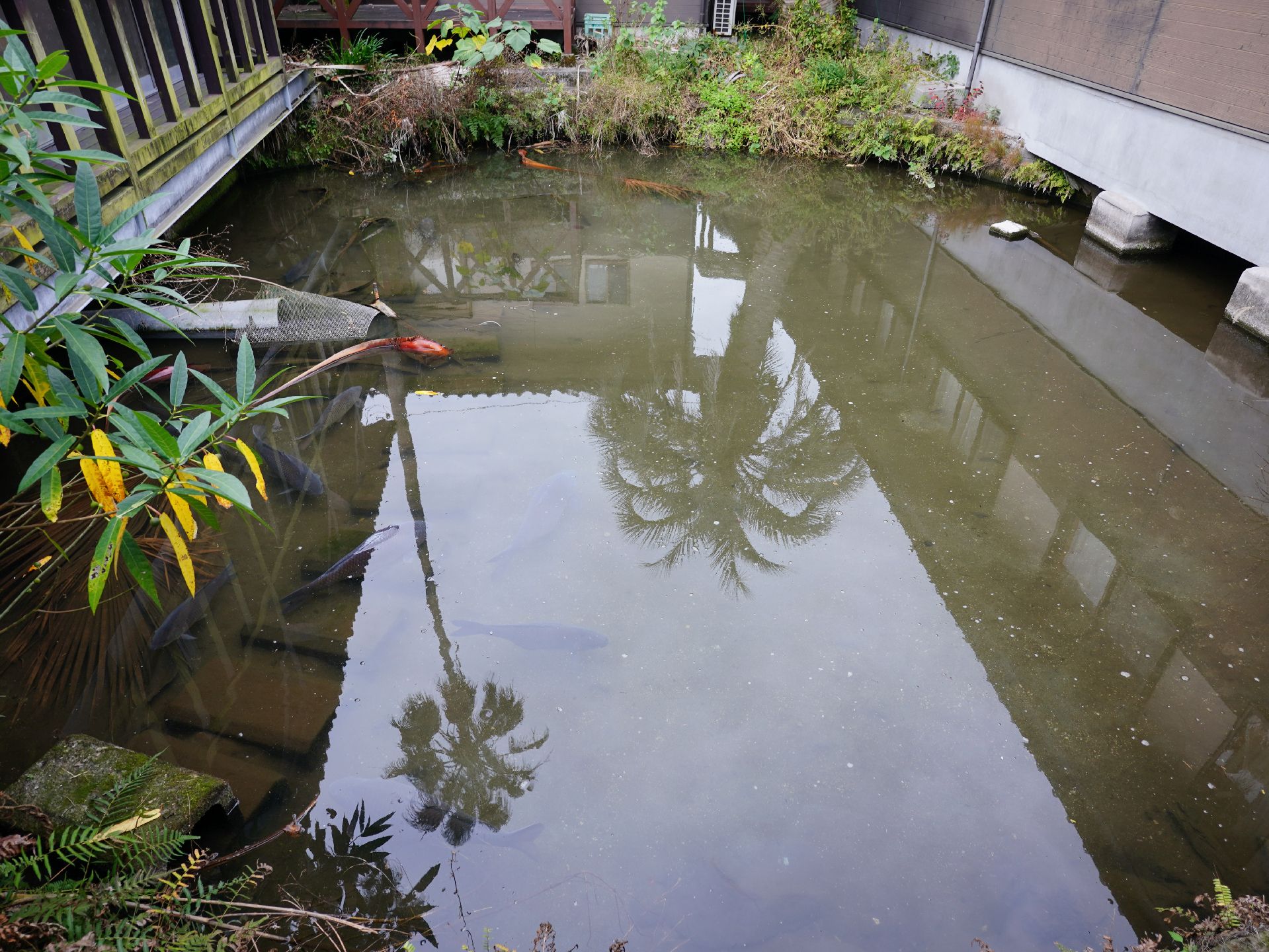 魚が泳ぐ庭の池
