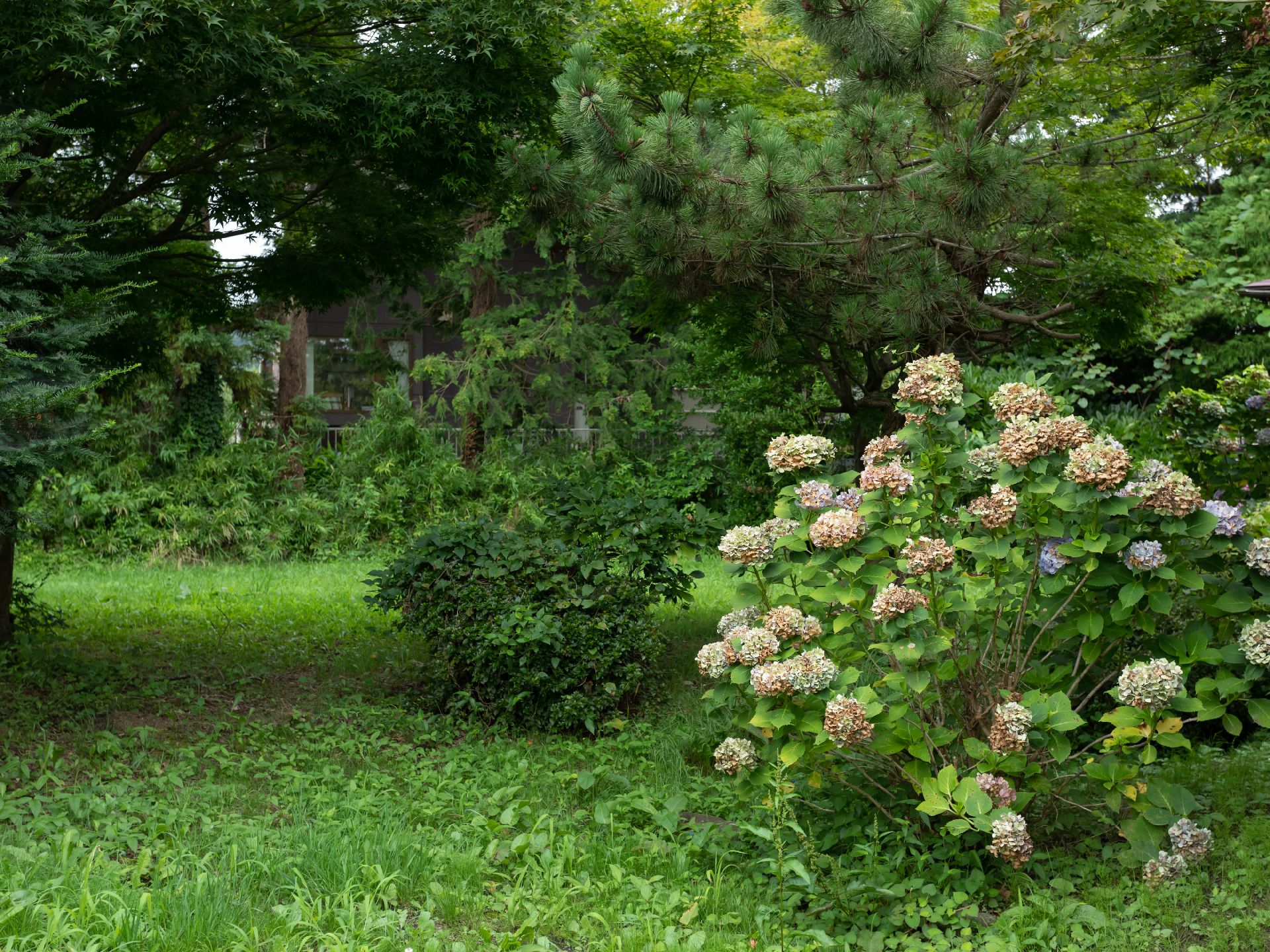 画面１面の植物