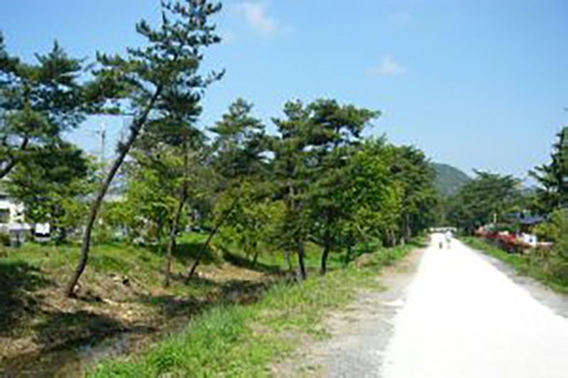 緑豊かな散歩道