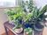 緑豊かな植物の並ぶ窓辺