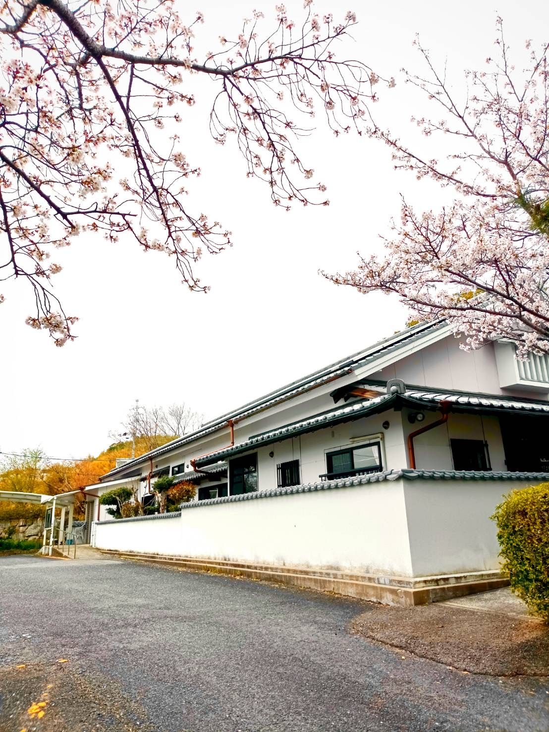 桜が咲く建物の外観