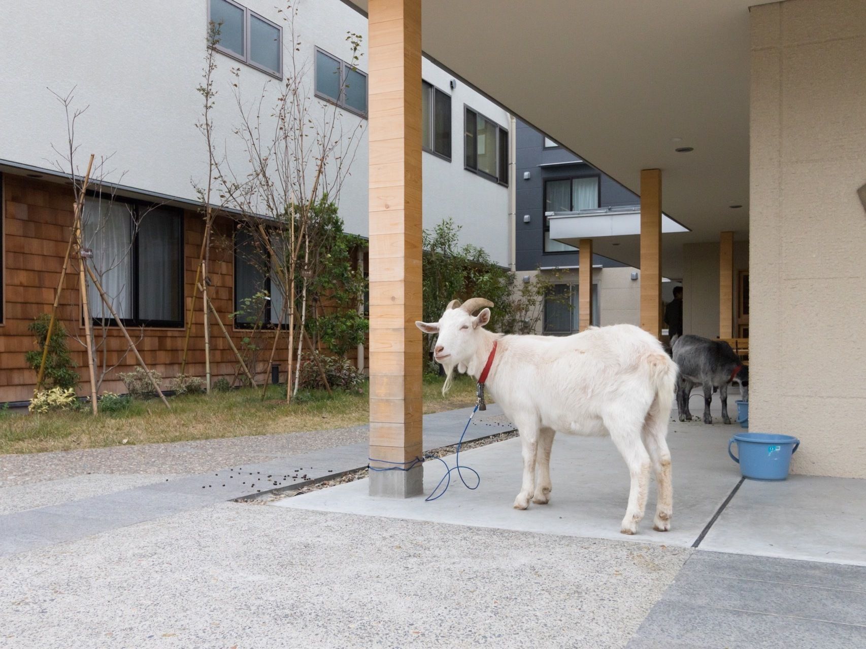 施設でヤギを飼っている。動物に気軽に触れ合うことができ、癒しの時間を楽しむことができる。建物の周りには木々が植えられている。