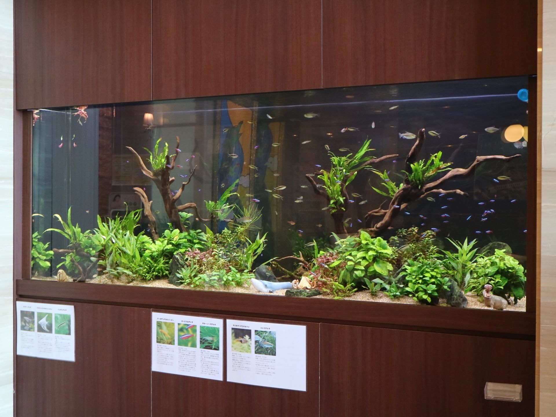 施設内には大きな水槽が設置され、さまざまな魚が泳いでいる。魚の名前は掲示されており、まるで水族館のようである。