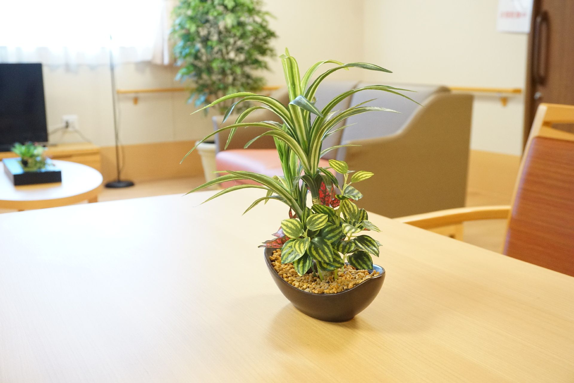 リビングのテーブルの上に置かれ、入居者の心を和ませている観葉植物