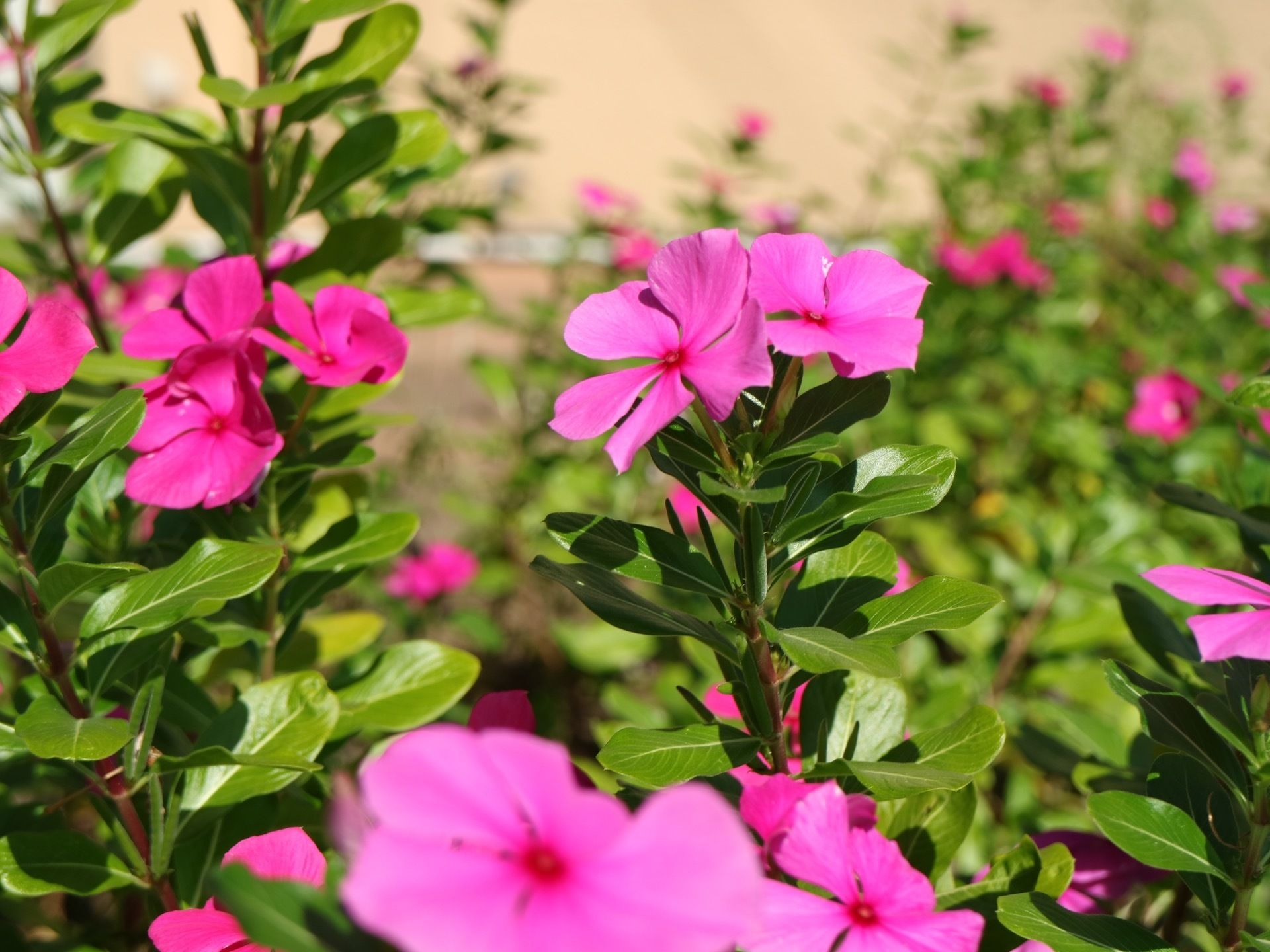 施設の敷地にかわいらしくきれいな花が植えられており、華やかな雰囲気である。自然に触れながら過ごすことができる。