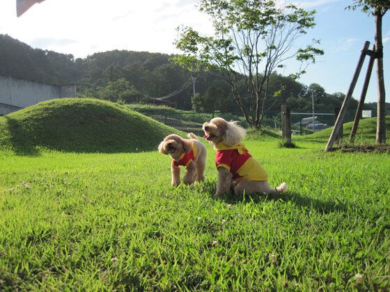 毛の長いベージュの小型犬が2匹芝生の上で遊んでいる様子。おそろいの赤と黄色の服を着ている。