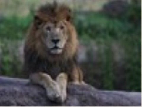 動物園では勇猛なオスのライオンが飼育されている。その他にもさまざまな種類の動物が入居者様を出迎えてくれる。