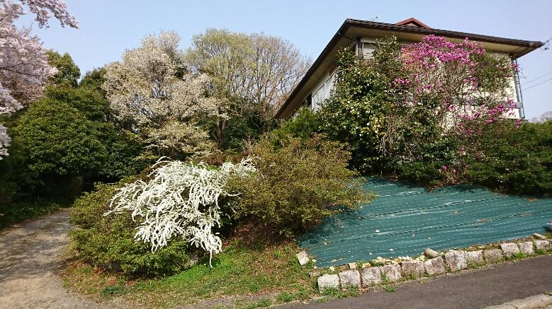 春の花々が咲く庭園