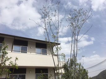 ゆとりある一軒家のようなデザインの建物。中庭に植物が植えてある様子