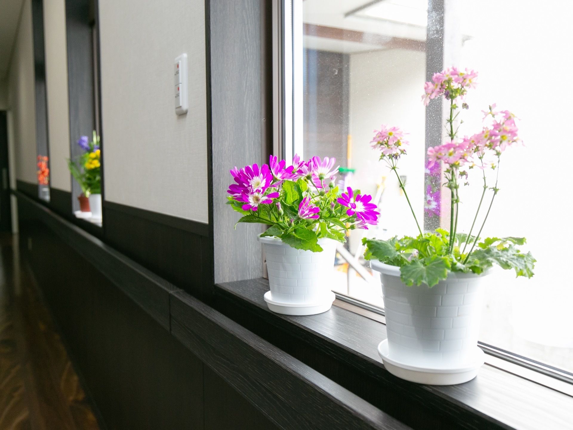 廊下の窓側にたくさんの種類の花が飾られている。すべて鉢植えである。彩り豊かで、廊下全体が明るい雰囲気に包まれている。