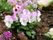 敷地内に花壇があり、白やピンク、紫などの小さな花が植えられている。朝露に濡れ、花も葉も青々としている。
