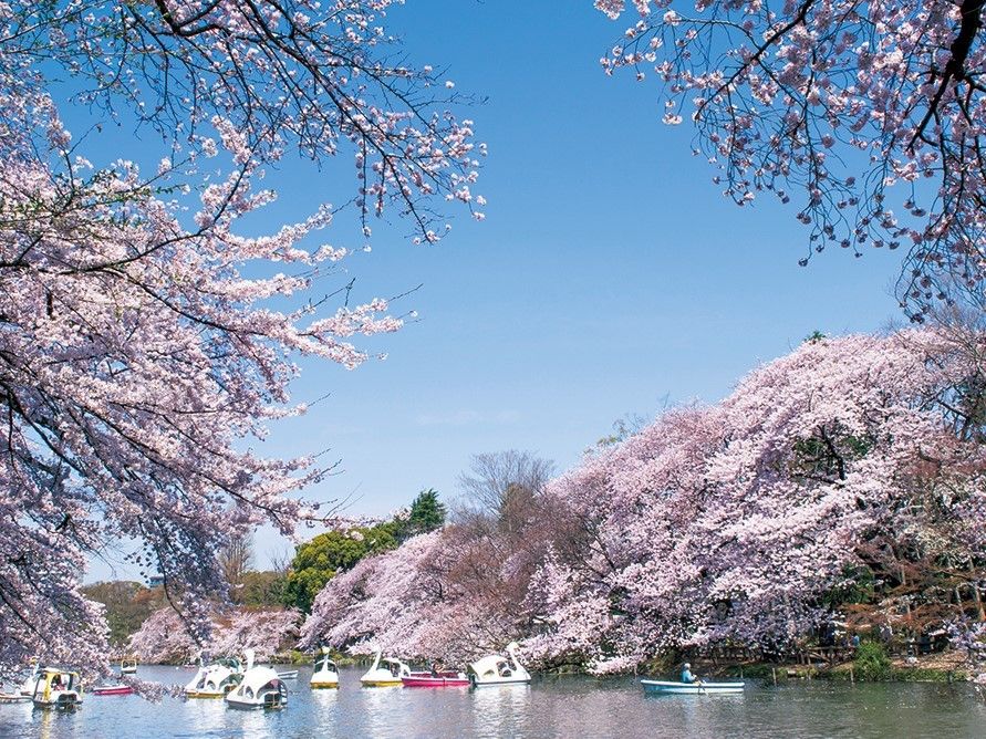 青空に桜が花を咲かせた井の頭公園の様子。