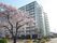 サクラの花が満開に咲いた公園のすぐ後ろに住宅がある。