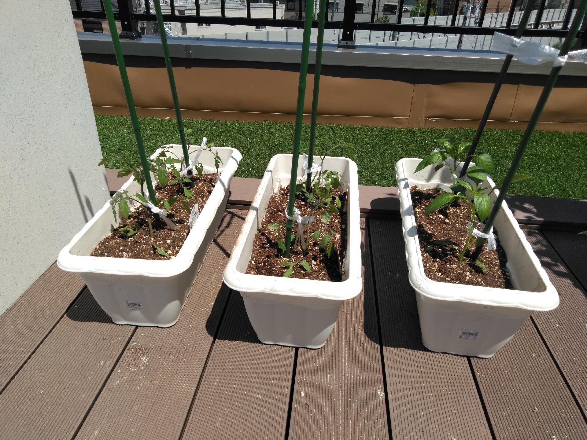 白いプランターが3つ並び、それぞれにトマトやピーマンなどの苗が植えられている。