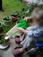 庭で植物に水やり
