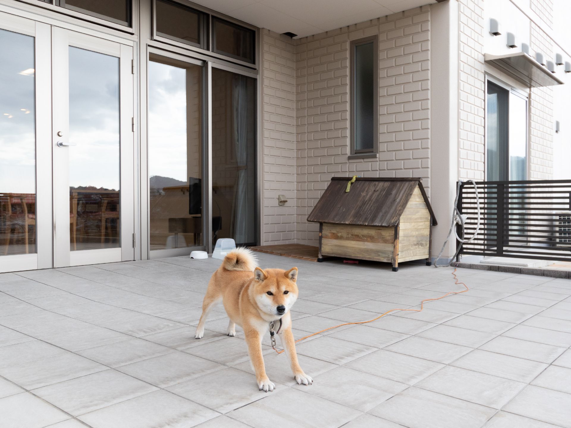 窓の外に設置された犬小屋とフェンスに紐で繋がれている犬