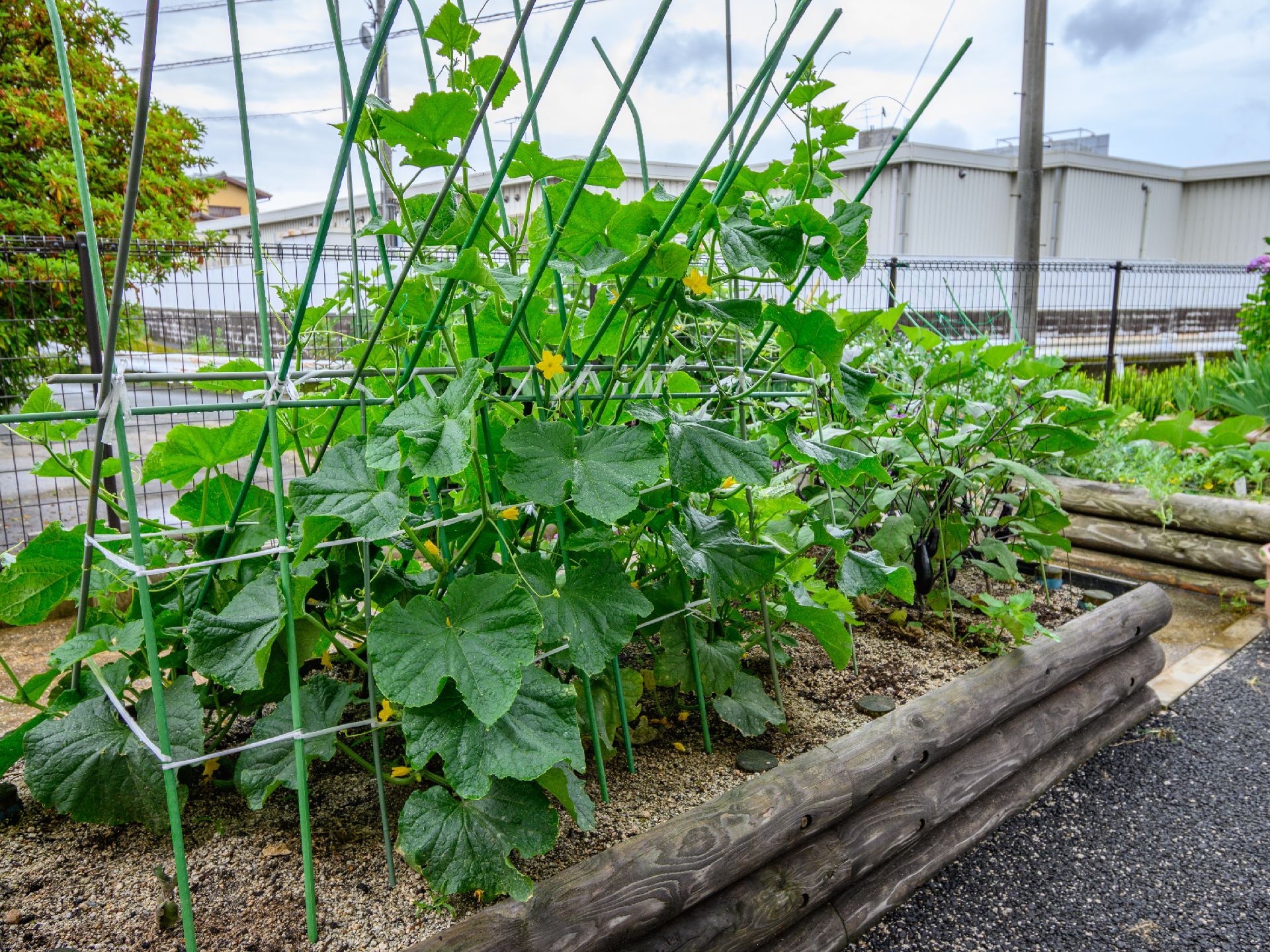 施設内で育てられている植物