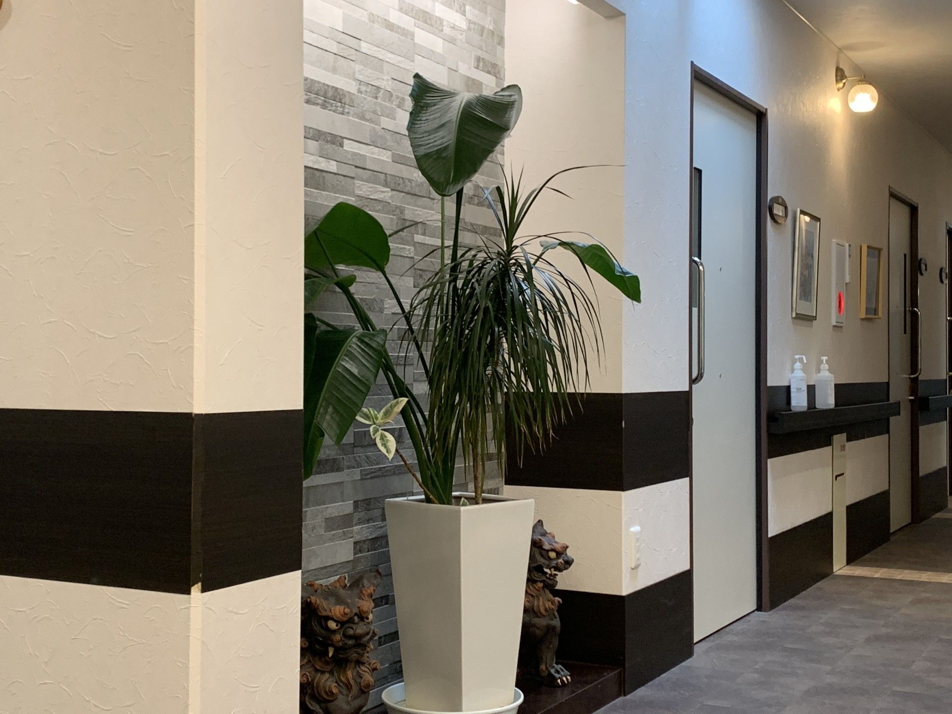 廊下の観葉植物