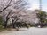 桜の木が並ぶ広場