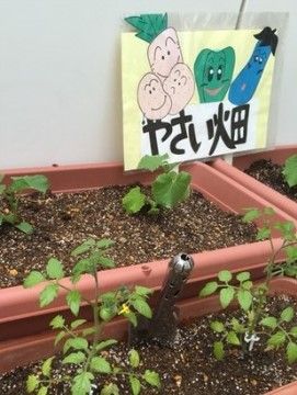 「フォーユー東大阪」の菜園。収穫時は、入居者と一緒に行っている。