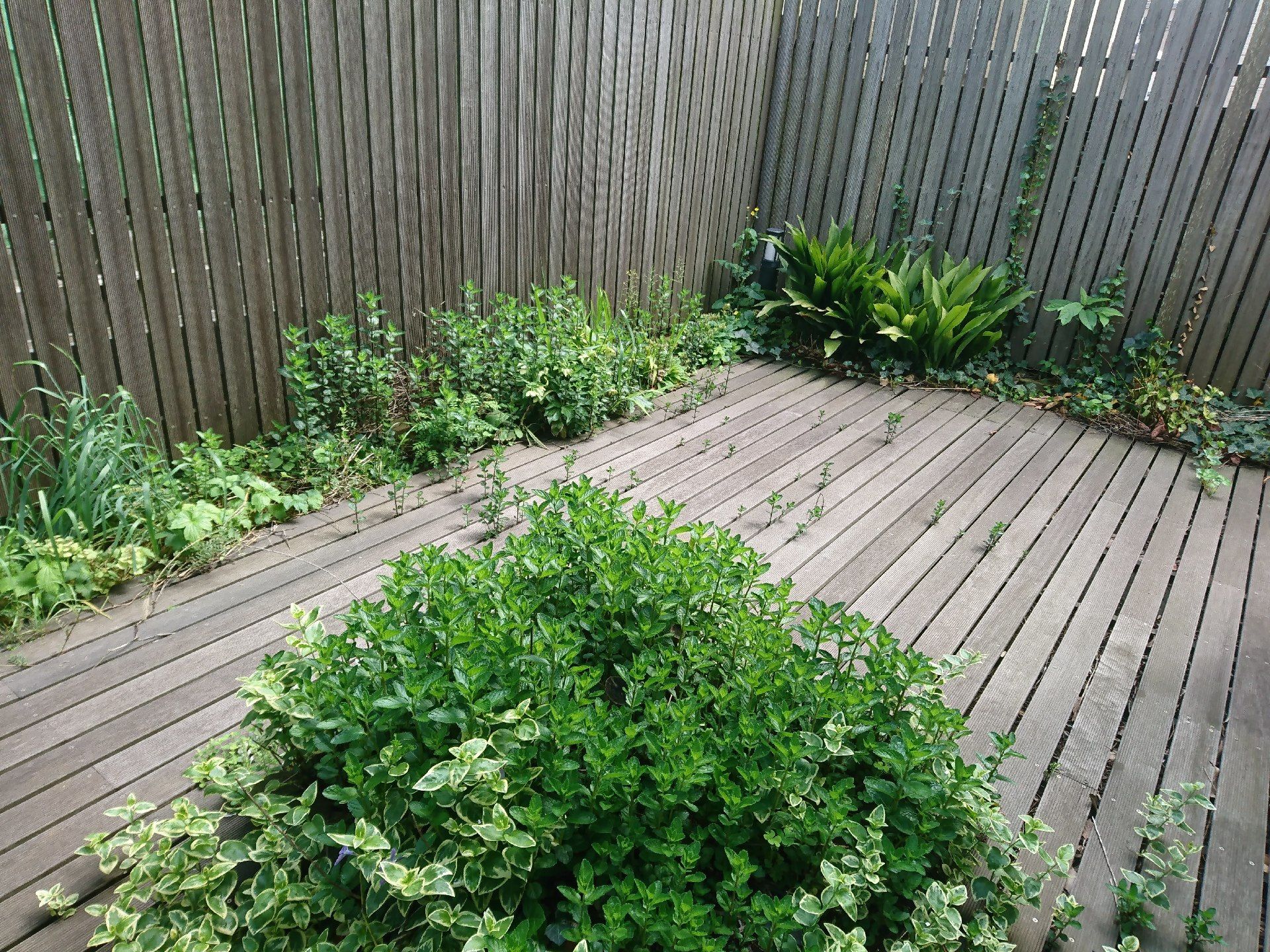 緑あふれるウッドデッキ。壁際に沿って植えられている。