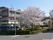 桜とともに建設建物