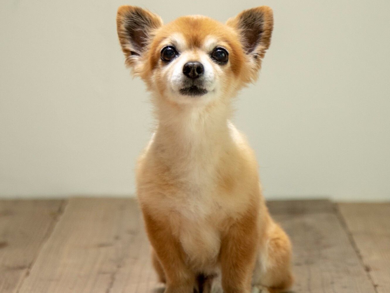 上を見上げる茶色い毛の小さな犬