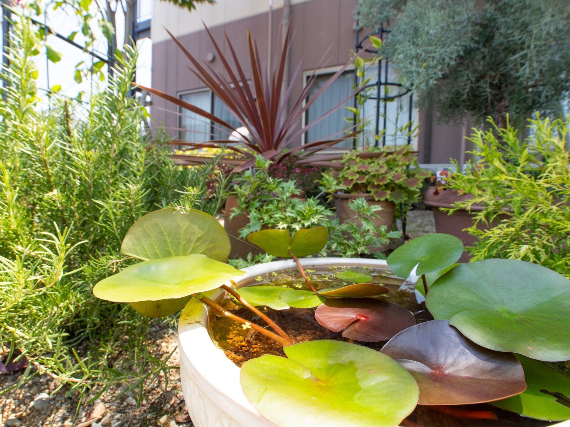 施設の花壇には美しい花々のほかに、尖った形状の葉をした植物なども植えられており、入居者様の目の保養になる。