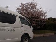 桜の木と送迎車