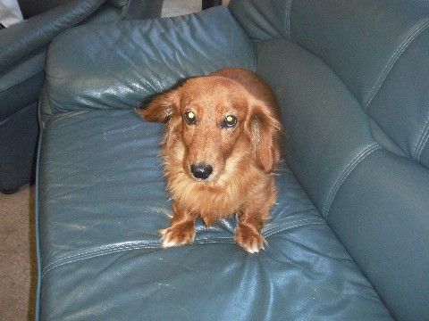 ナチュラルハウスの愛犬。ペットセラピーを行なっております。日々をより楽しくお過ごしいただけます。