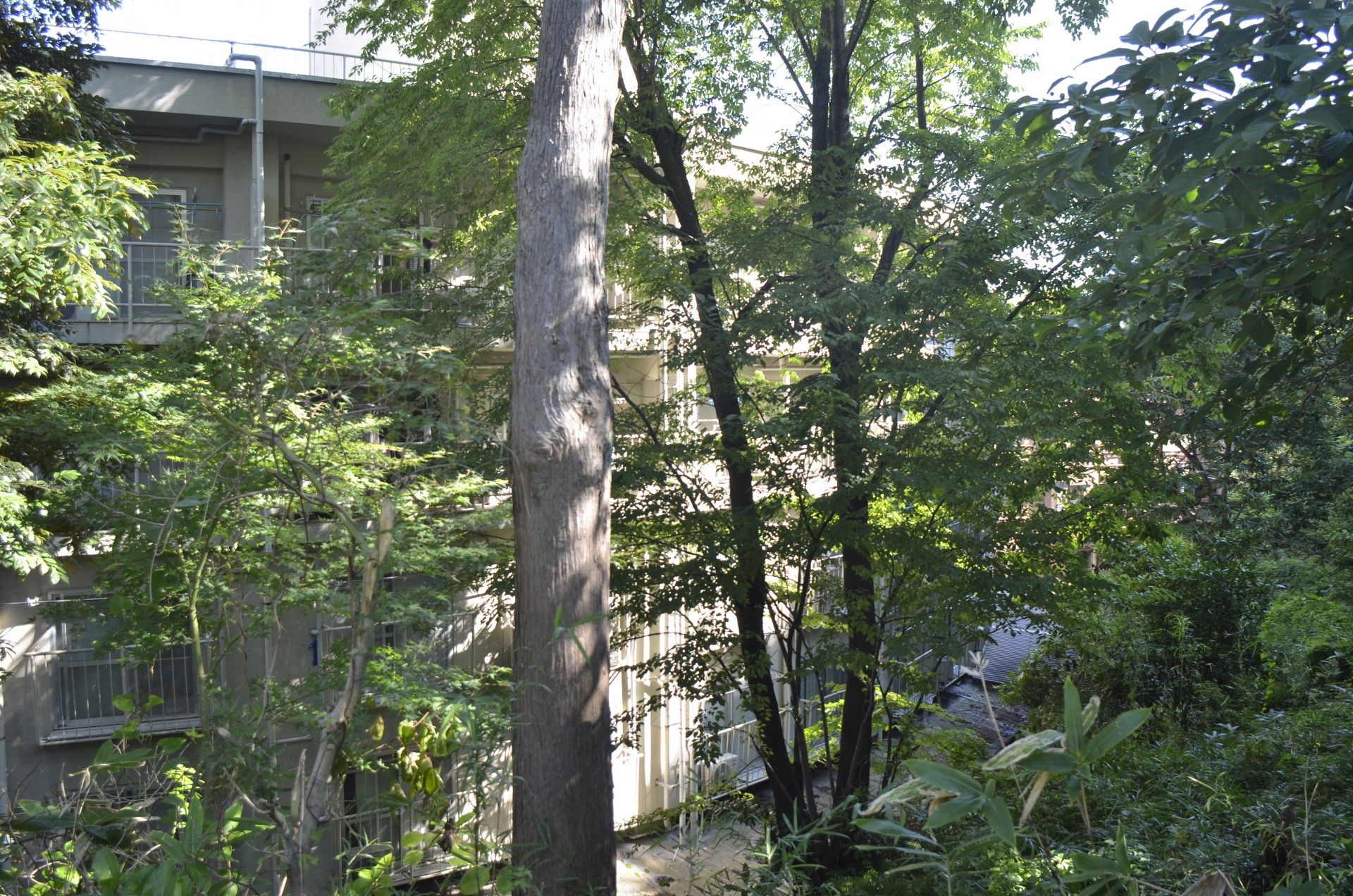 緑に囲まれた建物