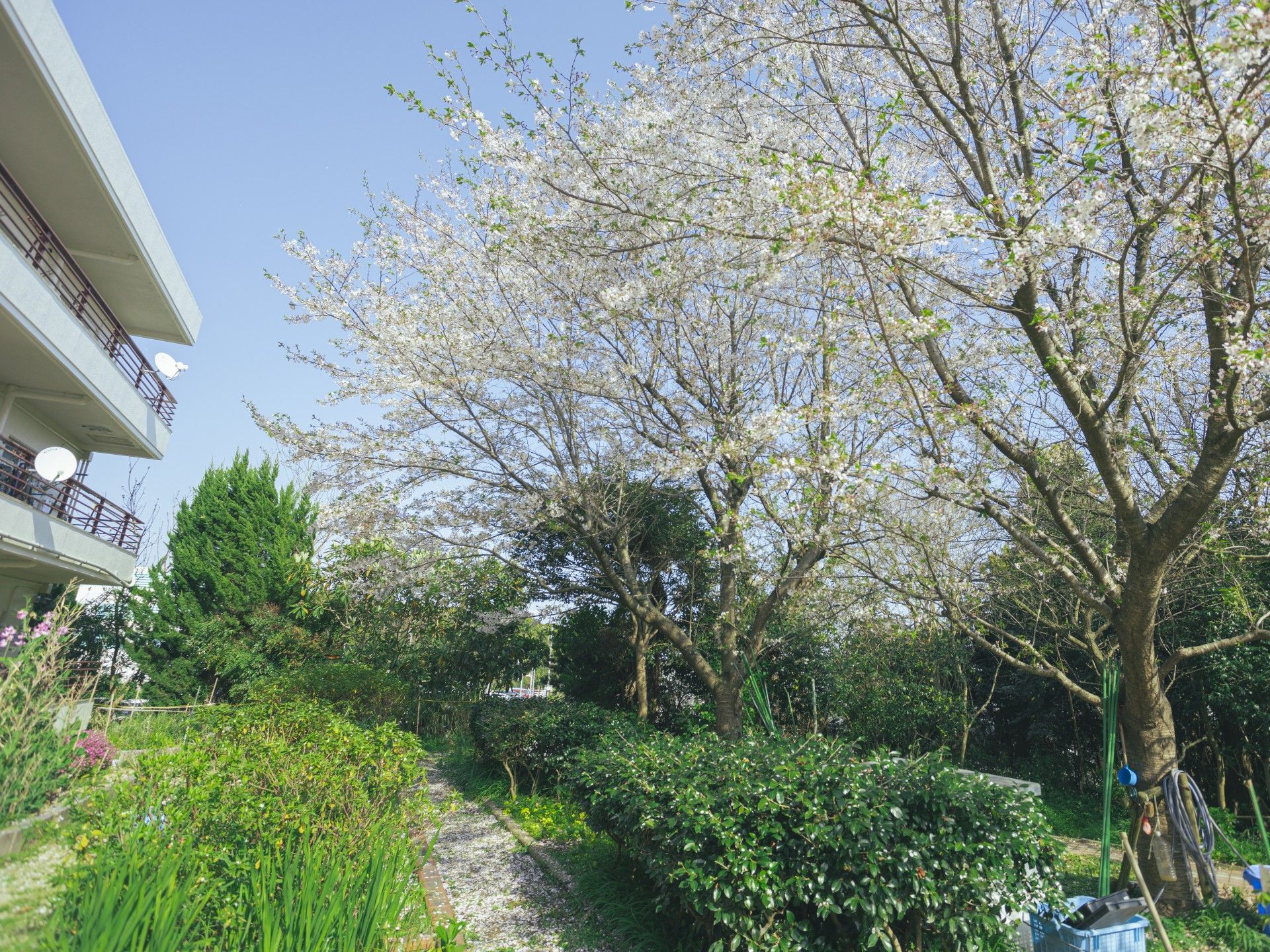桜の咲く庭園