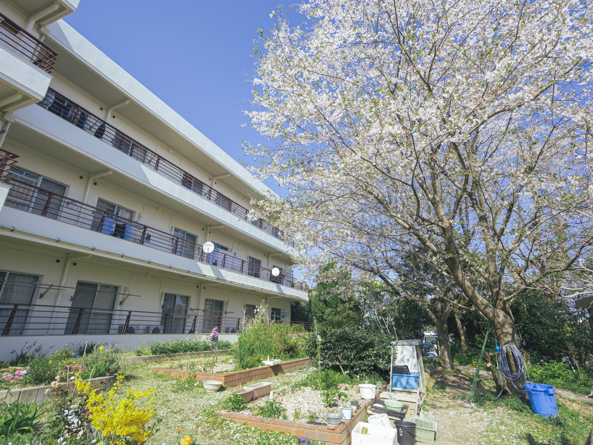 桜の咲く庭と建物