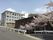 桜の花が咲き誇るグループホーム檪の家の周辺。一軒家風の建物の写真