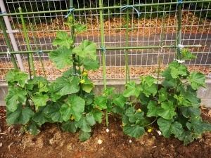 庭の野菜畑