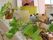 緑の植物のつるをバランスよく這わしている。手作りの２つのぬいぐるみと共にカウンターの上にレイアウトしてある。