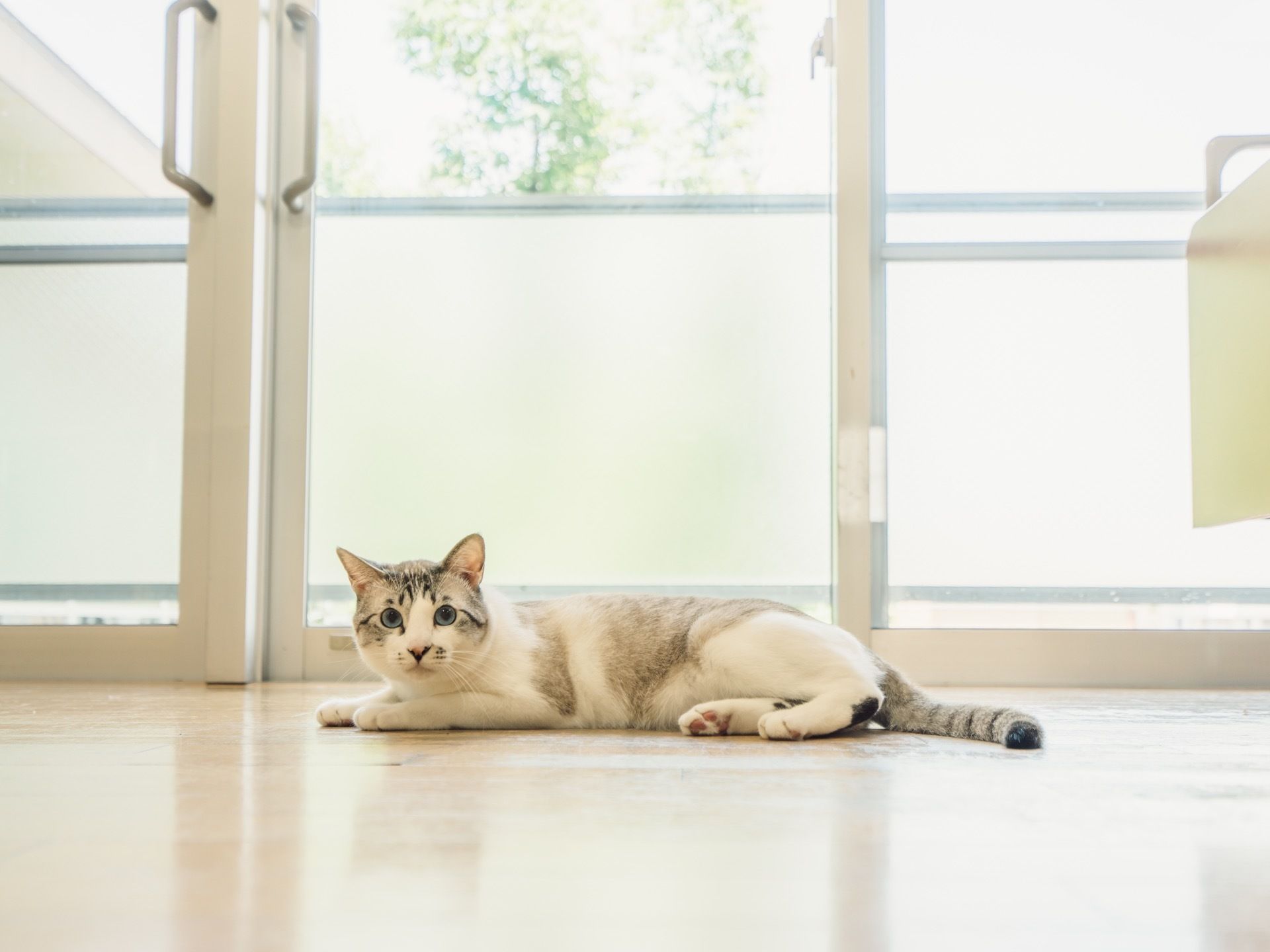 緑が感じられる明るい窓辺に、猫が体を伸ばした姿勢でこちらを見ている。白地の多い縞模様の猫で、青い瞳である。