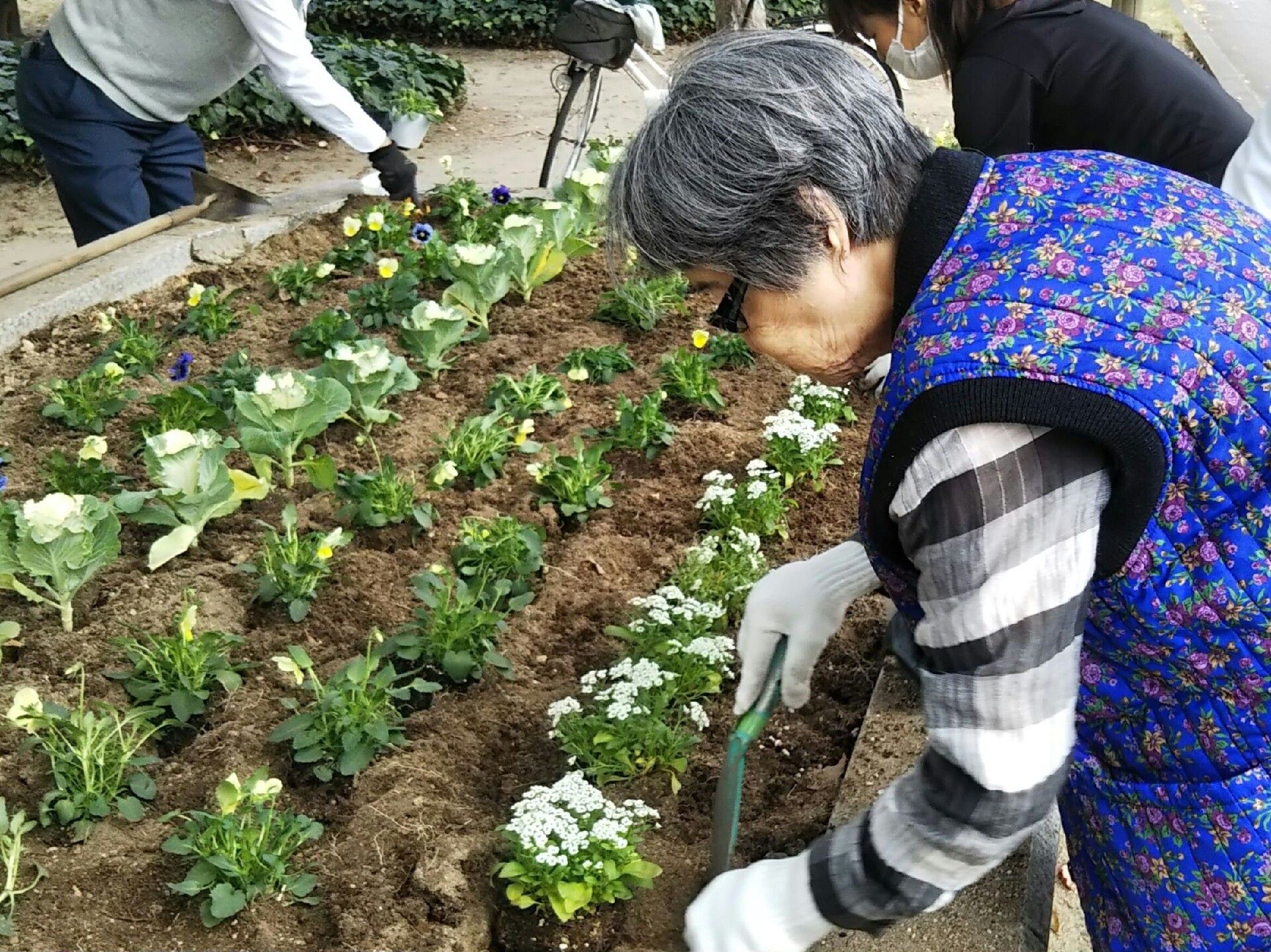 きれいに植えられた花壇をていねいに手入れしている眼鏡姿の高齢女性。女性は手袋をし、青いちゃんちゃんこを着ている。