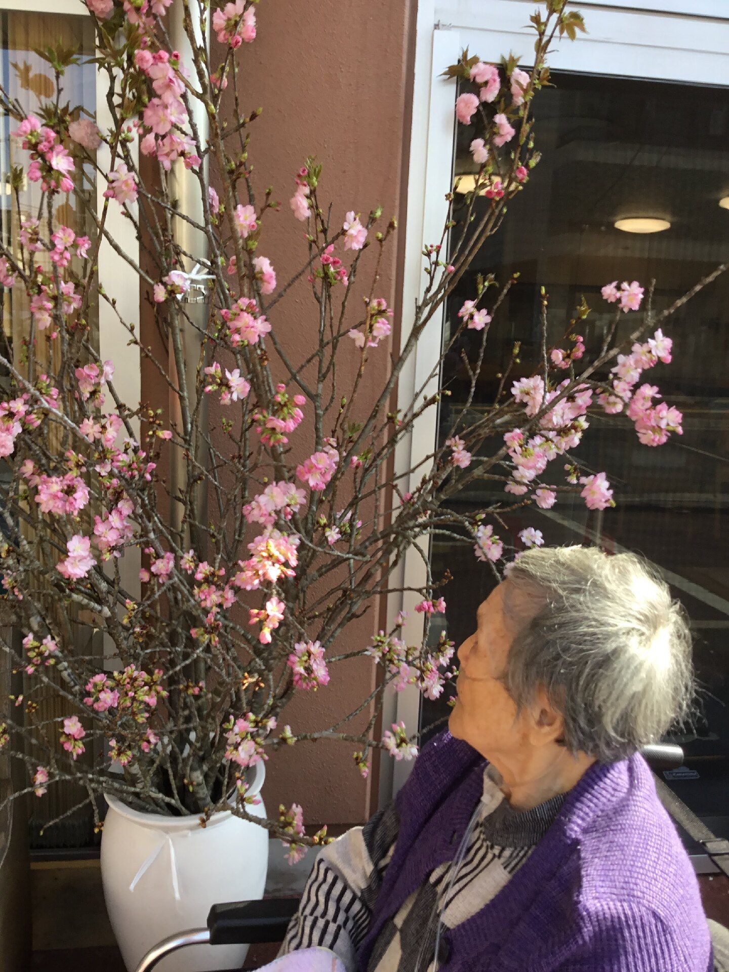 ピンクの花が咲く大きな枝がいくつも行けられた大きな白い花瓶。枝に咲く花を静かに見ている車いすの高齢女性。