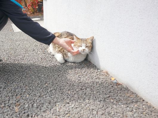 アニマルセラピー