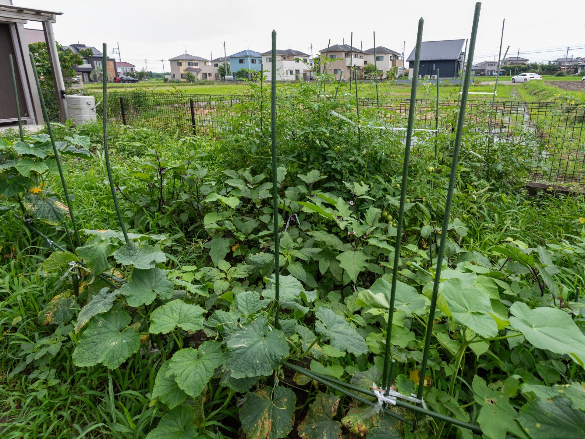 緑豊かな野菜畑