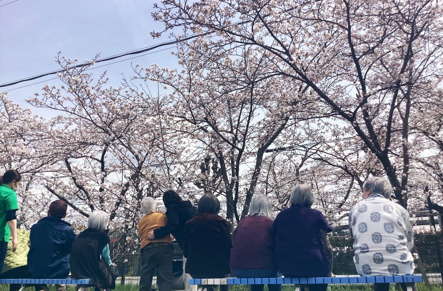 桜を見る人々の後姿