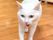 白い猫が歩く廊下