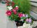 花が植えられた花壇