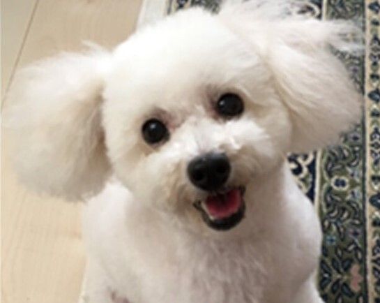 花柄のソファに添わった白髪の高齢女性の膝の上にはベージュの毛の長い犬が座っている。