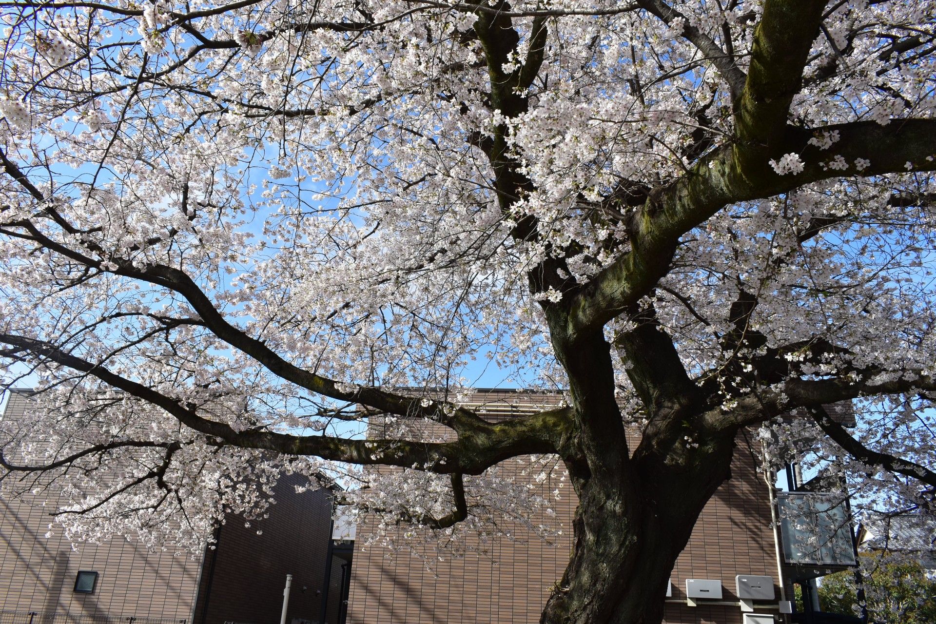 満開の桜と建物の外観