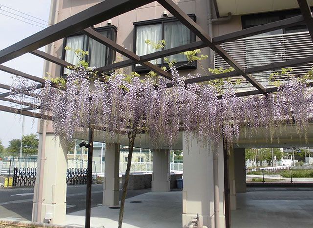 藤の花が咲くエントランス