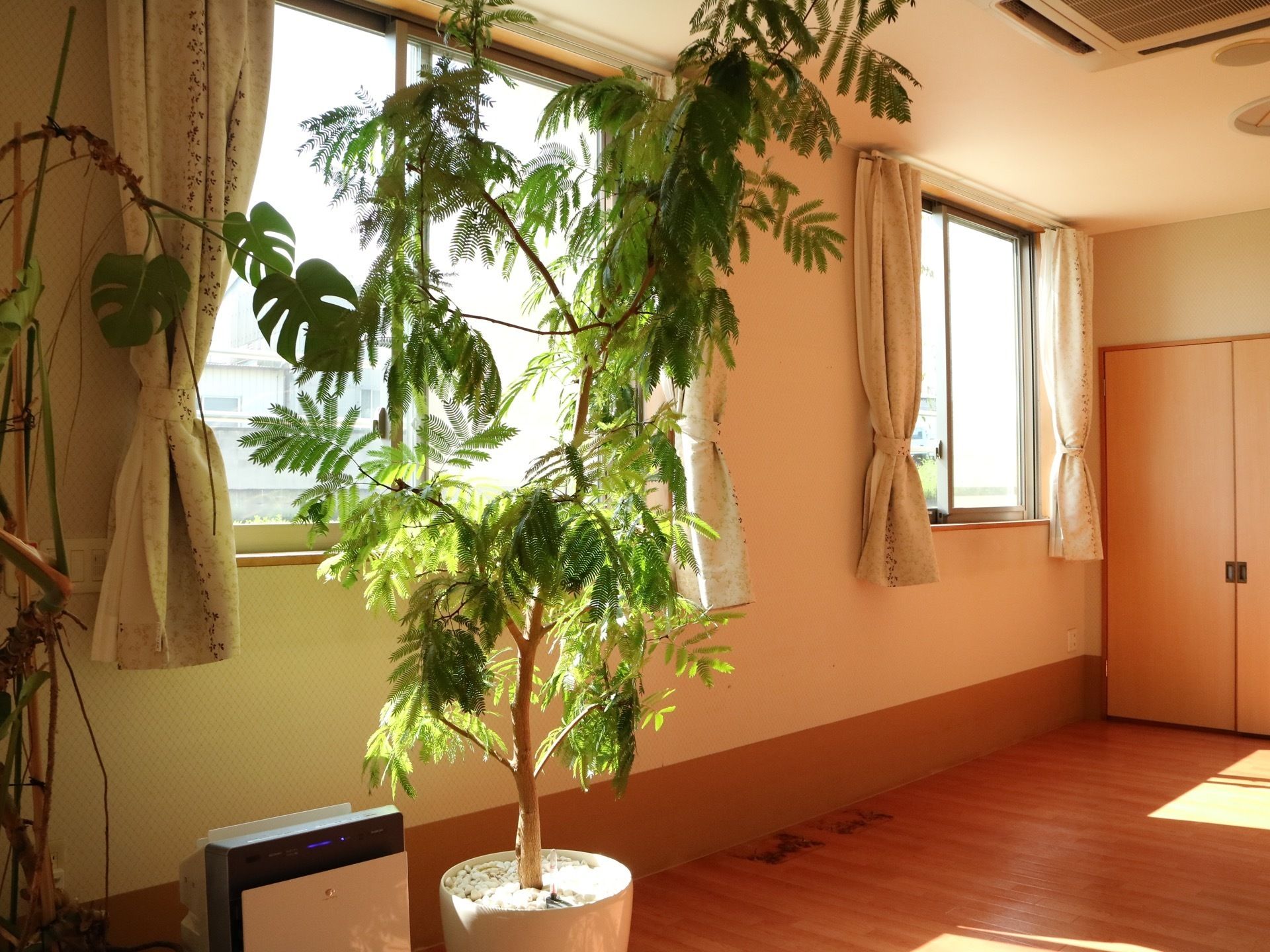 観葉植物が飾られている温かみのあるフロア。天井には空調設備が備え付けられており。窓にはカーテンが取り付けられている。